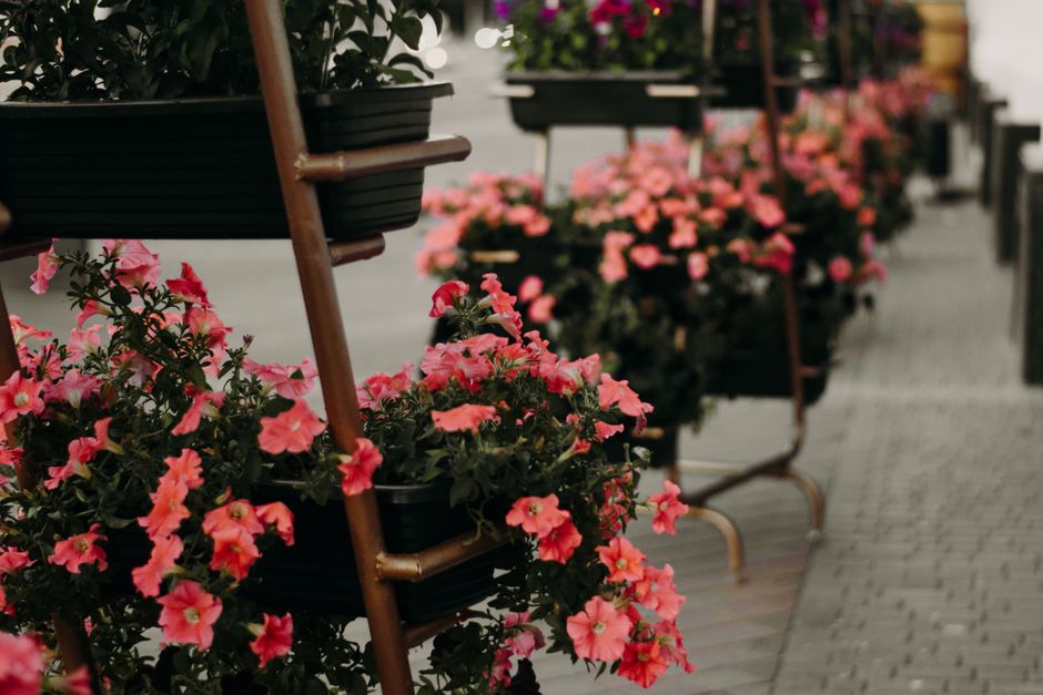 A row of black flower pots filled with vibrant pink petunias arranged along a paved sidewalk. The pots are placed on wooden plant stands, creating a tiered display. The petunias have densely packed, r