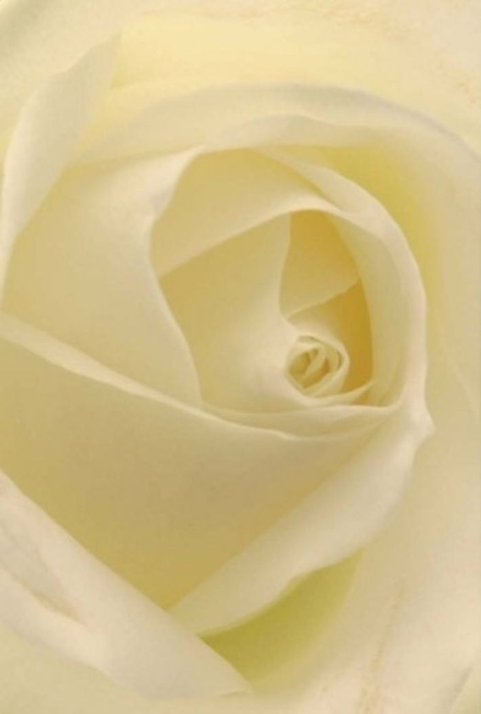 Viewed close up, this classic white rose reveals layer upon layer of soft petals, each blending shades of white and pale cream into a harmonious, tranquil composition. The gentle interplay of light creates a luminous effect, as though the rose has been touched by early morning sun streaming through windows along West Wickham's leafy avenues. Every spiral of the core speaks to resilience and purity, making it an inspired choice for a wedding bouquet, a sincere apology, or a graceful centrepiece for celebrations at local West Wickham venues. Subtle variations in colour and shadow evoke effortless sophistication, while the sense of pristine fragrance conjures moments spent arranging fresh blooms on a cool morning. For those in West Wickham seeking to convey heartfelt emotion with understated beauty, this rose stands as a symbol of both local craftsmanship and nature's quiet perfection-a clean, serene expression that fits any meaningful moment.